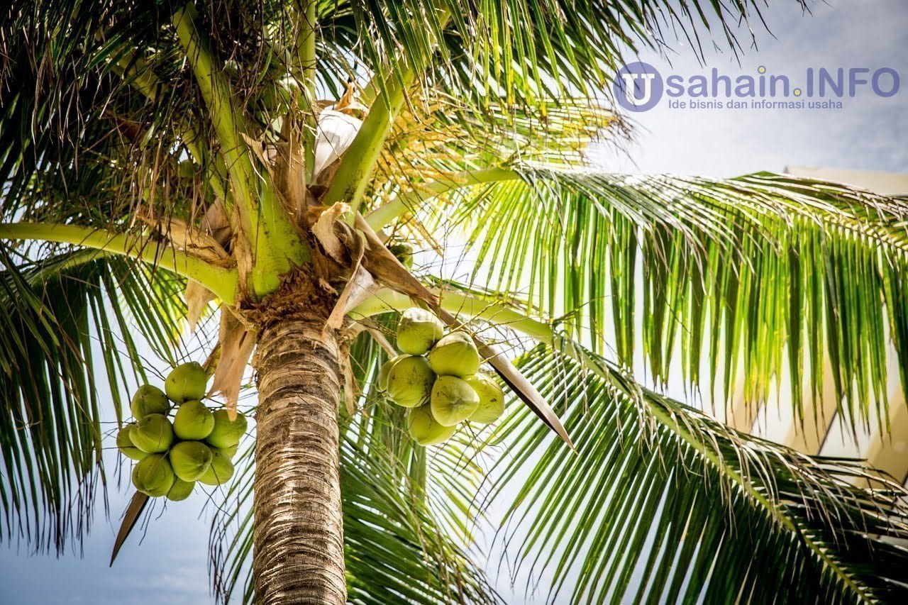 Untung bersih Rp10 juta per bulan dari bisnis kelapa muda