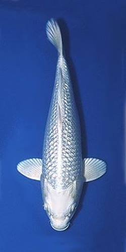 Ikan Koi Kinginrin