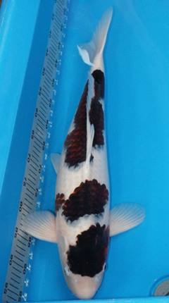 ikan koi Goromo